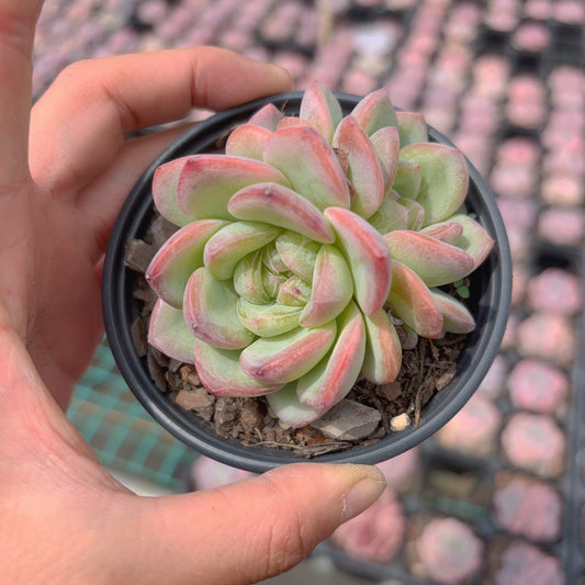 星星珍妮,Echeveria Jenny Star,2 heads,8cm pot