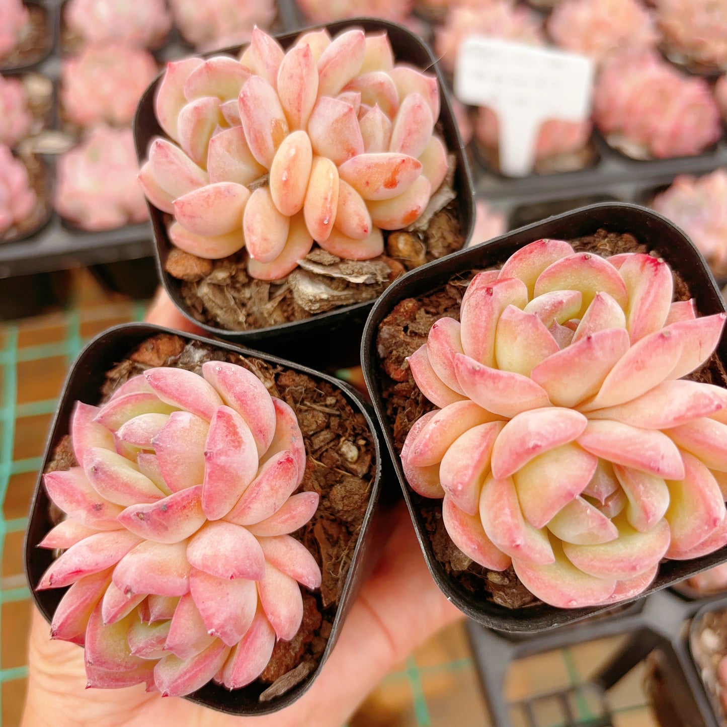 草莓杏仁,Echeveria Strawberry&Almond,2 heads,6.5cm Pot