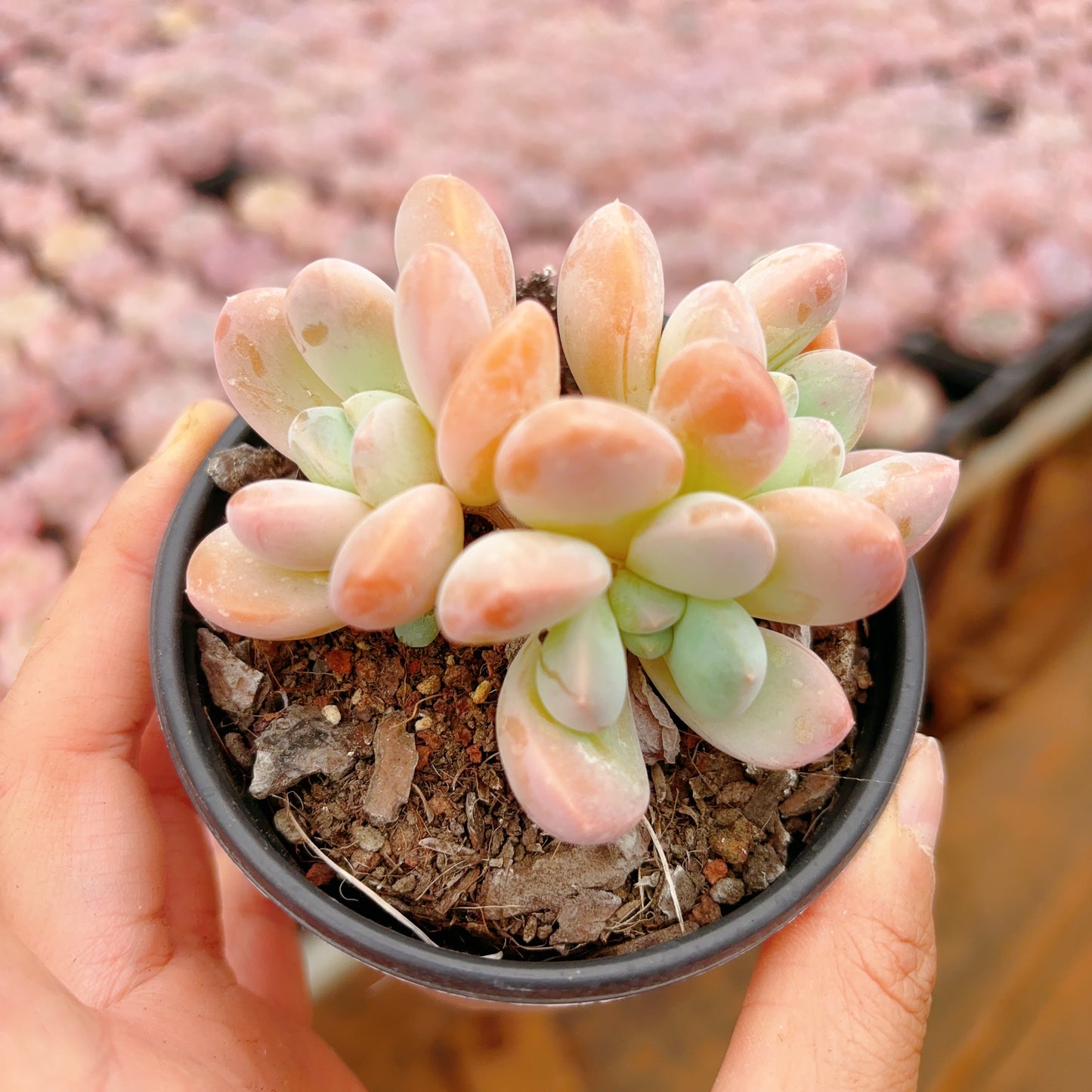 丽芙美人,Echeveria Liv Beauty,Cluster,9cm Pot