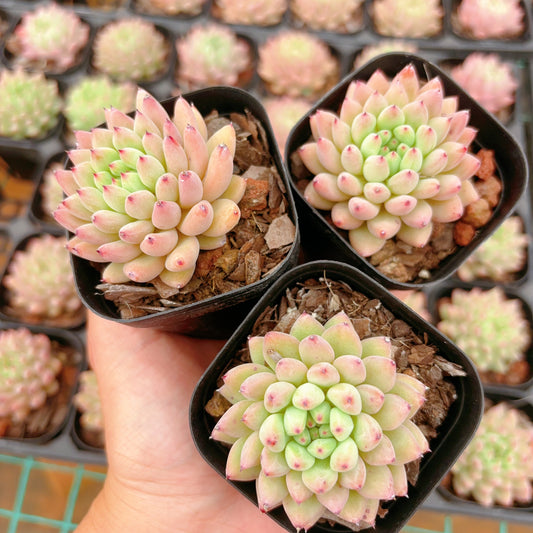 胖丁,Echeveria Jigglypuff,Single Head,7cm Pot