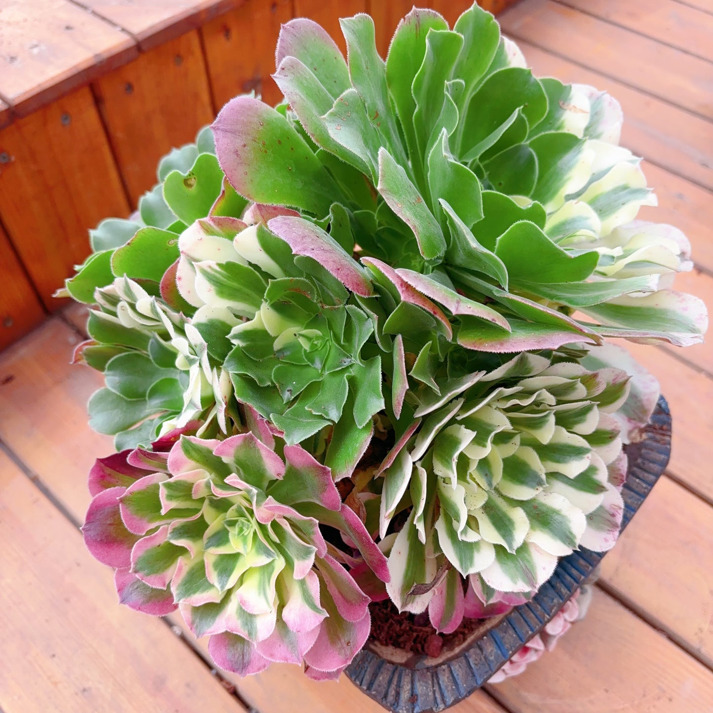 Unique!!3 species in 1 cluster,Aeonium River Stone&River Stone The Green&Velour&Poker Face