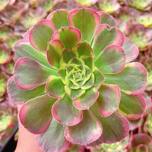 水中月,Aeonium Moon in the Water,Single head 13cm