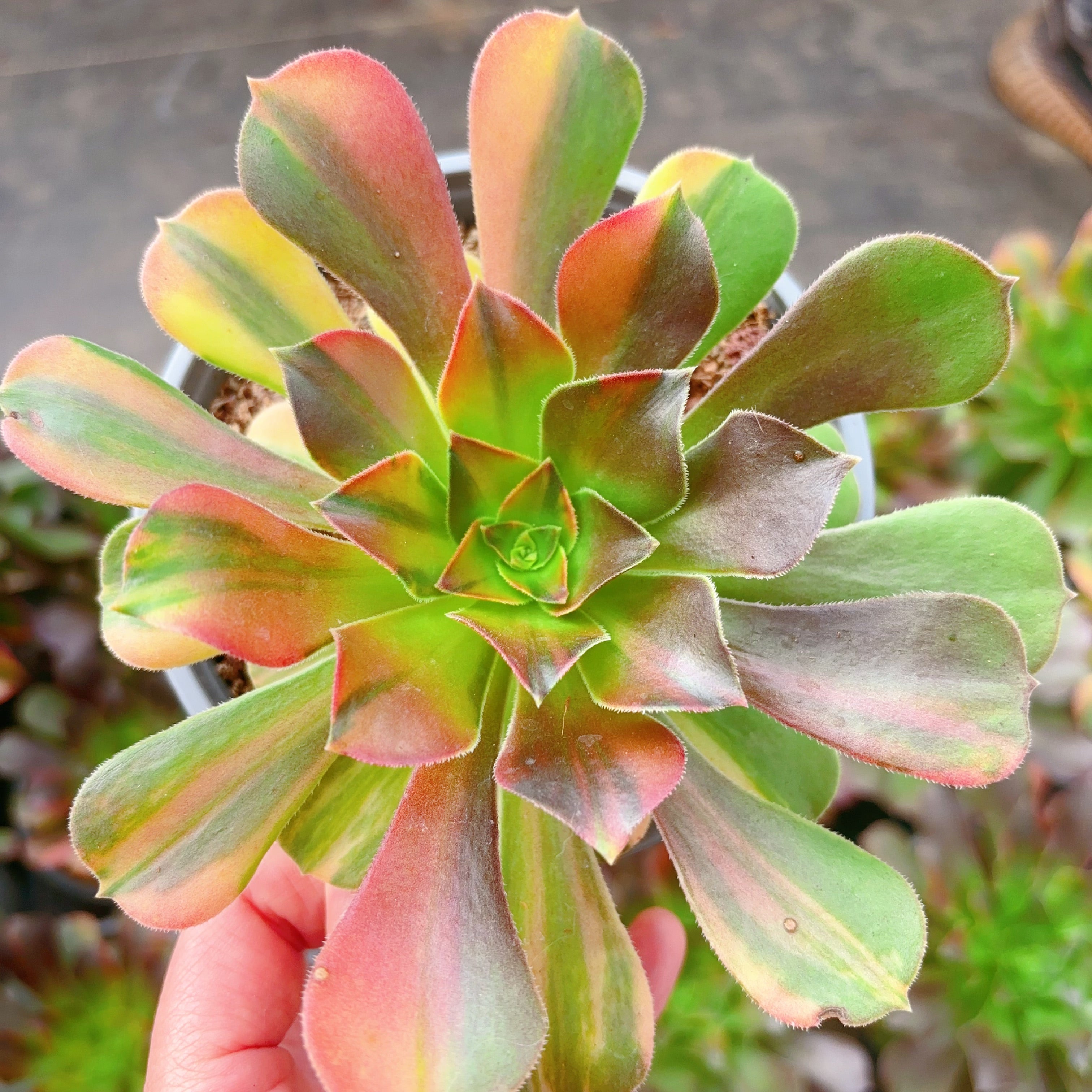 aeonium blushing beauty succulent 七彩,Aeonium Blushing Beauty Rainbow Varigated,Single Head 13cm – aliceinsucculand