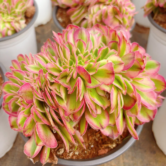 倾城缀化Aeonium Allure Crest,13-18cm with root