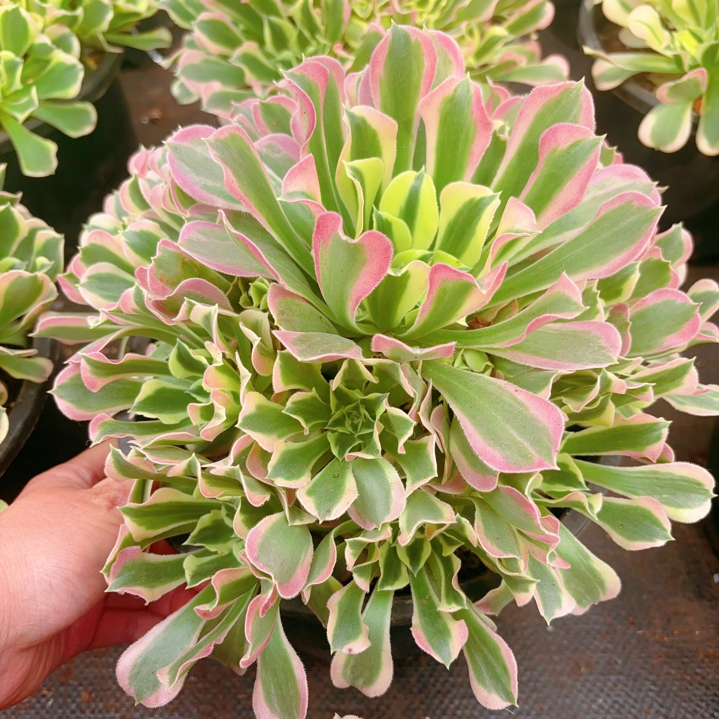雨花石群Cluster. Aeonium River Stone,Cluster At least 10 heads 20-25cm