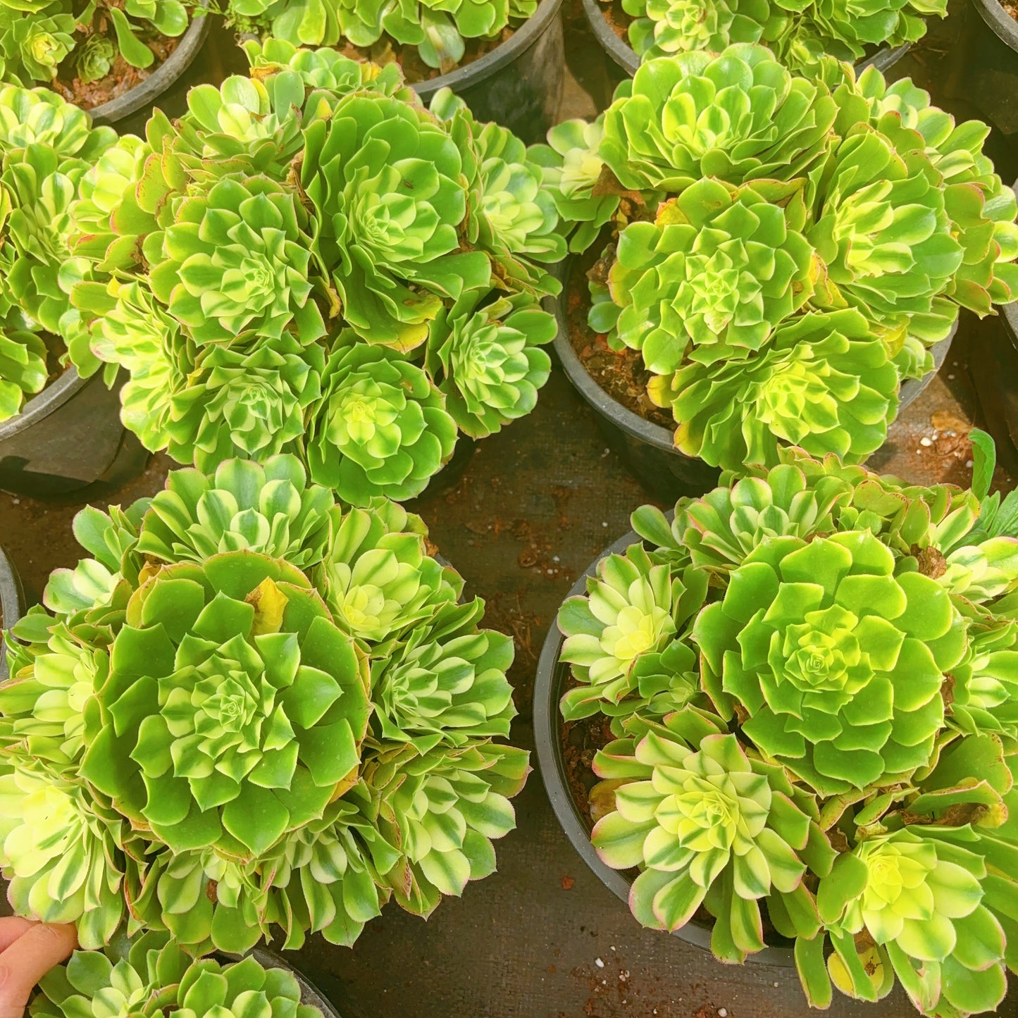 辛妮亚群,Aeonium Sinnia Cluster,25-30cm,At Least 8 heads