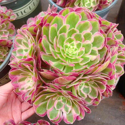 孔雀翎群,Aeonium Peacock Plume Cluster,25cm At Least 8 heads