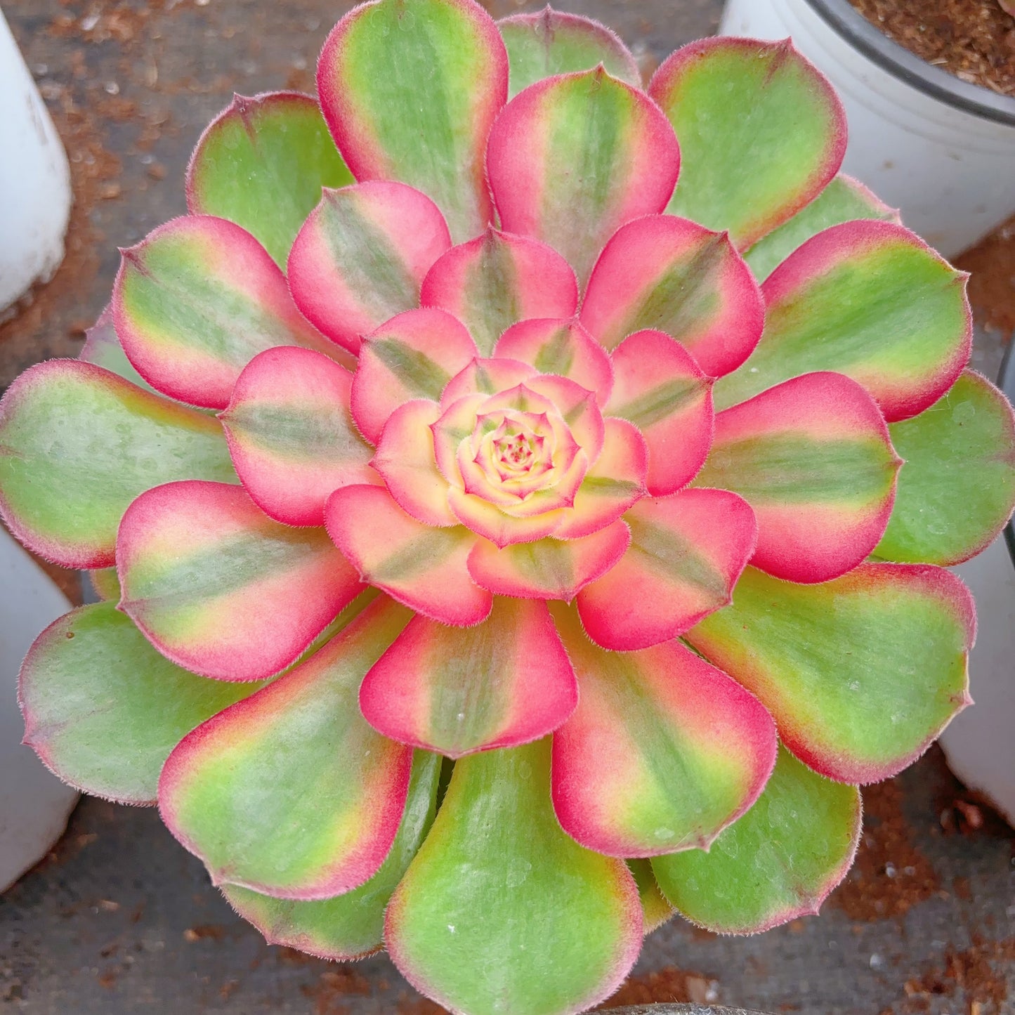 荔枝,Aeonium Litchi,Single Head 12cm