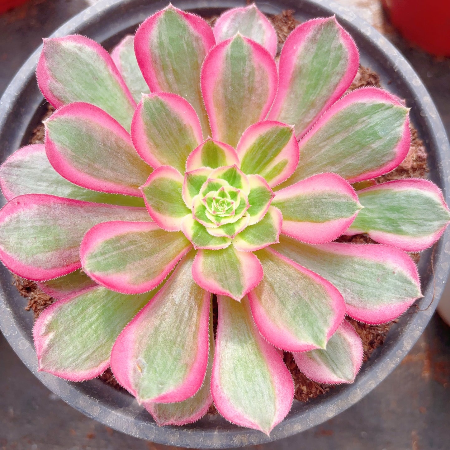 孔雀翎,Aeonium Peacock Plume,Cutting 10cm