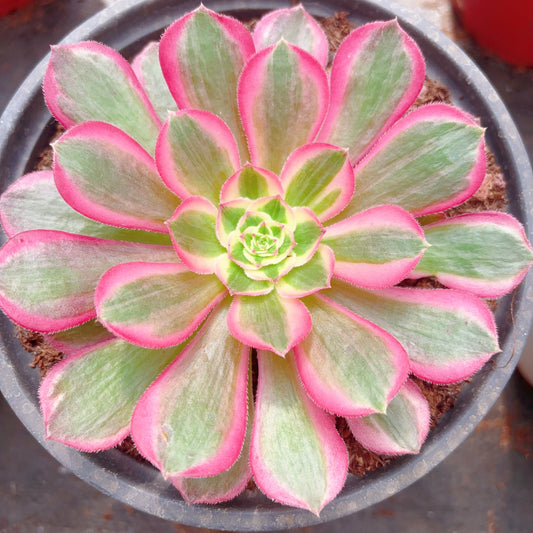 孔雀翎,Aeonium Peacock Plume,Single Head 13cm