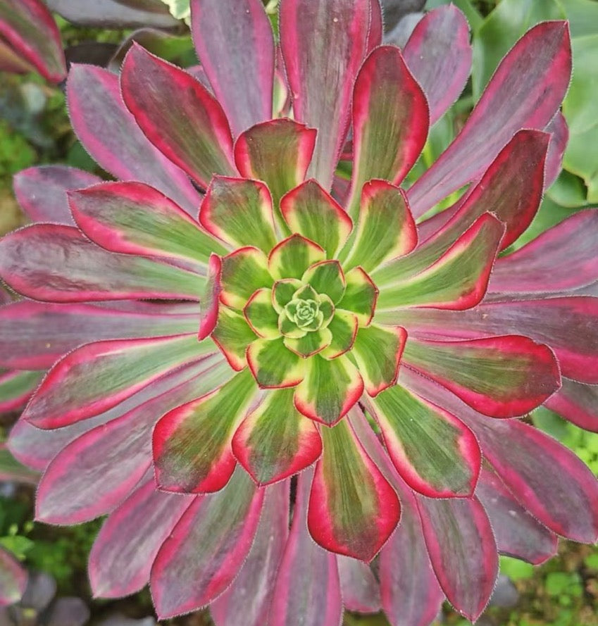 圆叶拉丝锦,Aeonium Chanel Brushed,Cutting 13cm