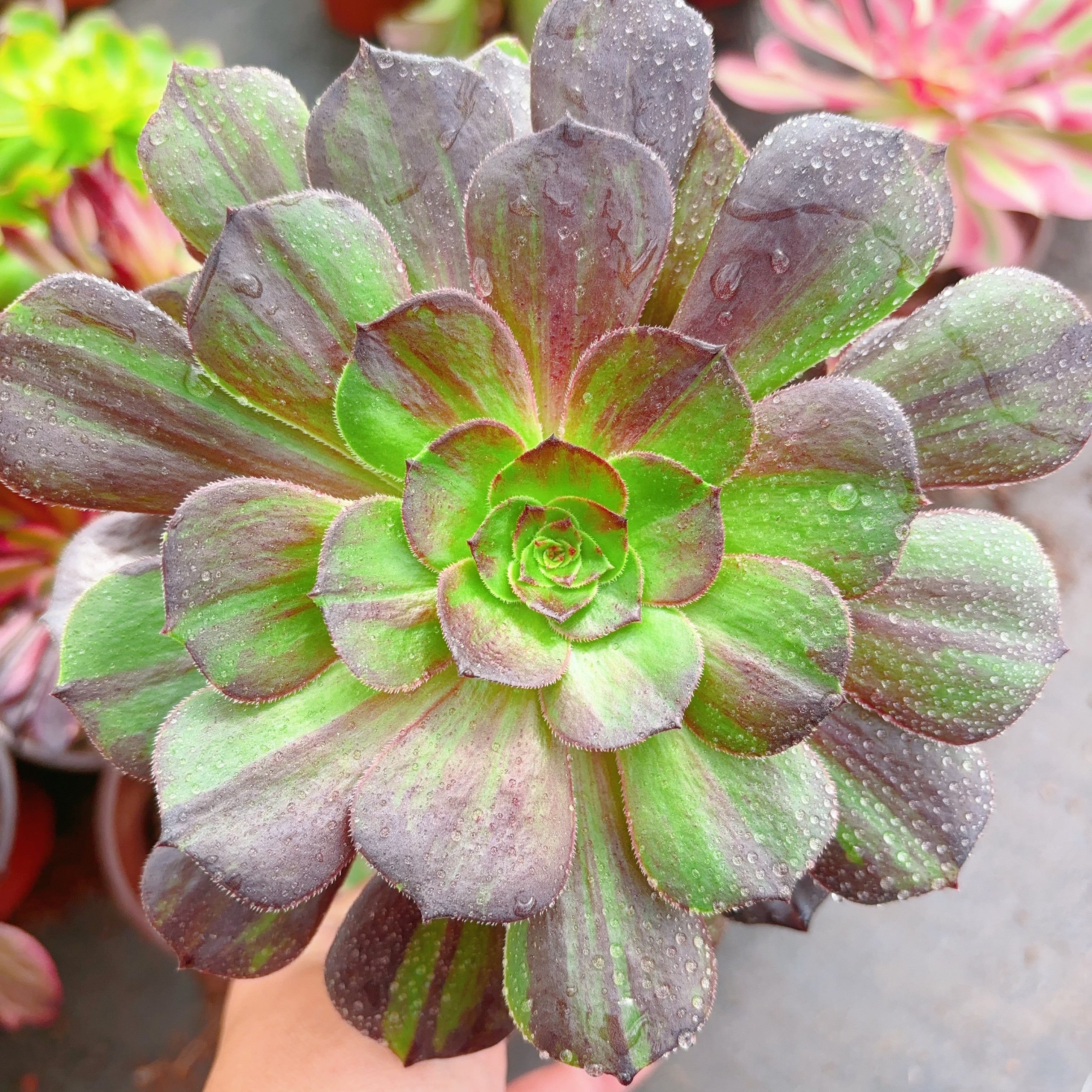 large black succulent 黑魔,Aeonium Black Devil,Cutting 10cm – aliceinsucculand