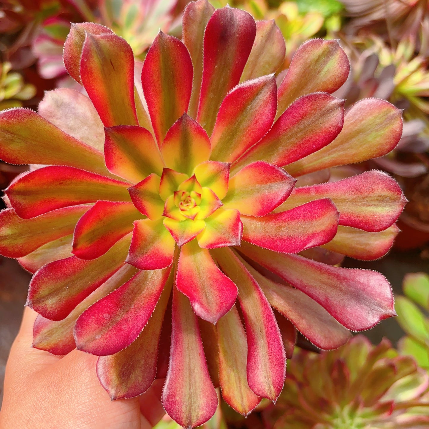 仙蝉,Aeonium Fairy Chan,Single Head 13cm