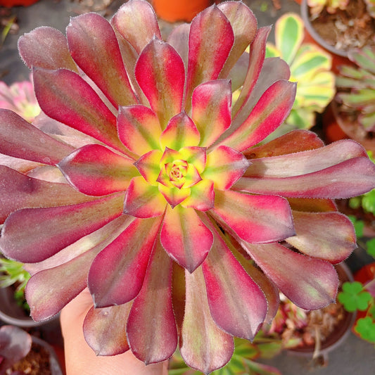 月婵 Aeonium Moon Chan,Cutting 10cm