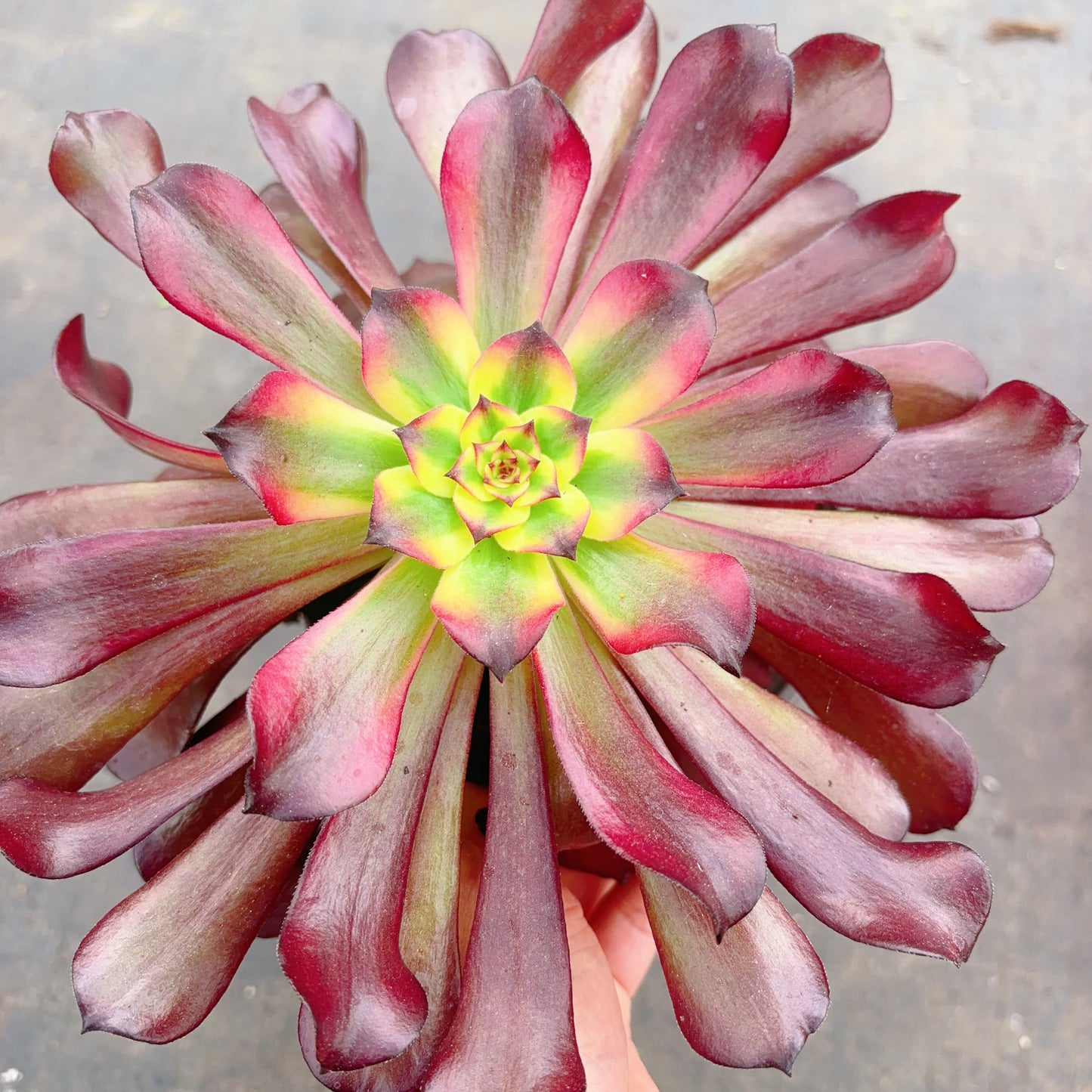 美姬 Aeonium MeiJi,Cutting 12cm