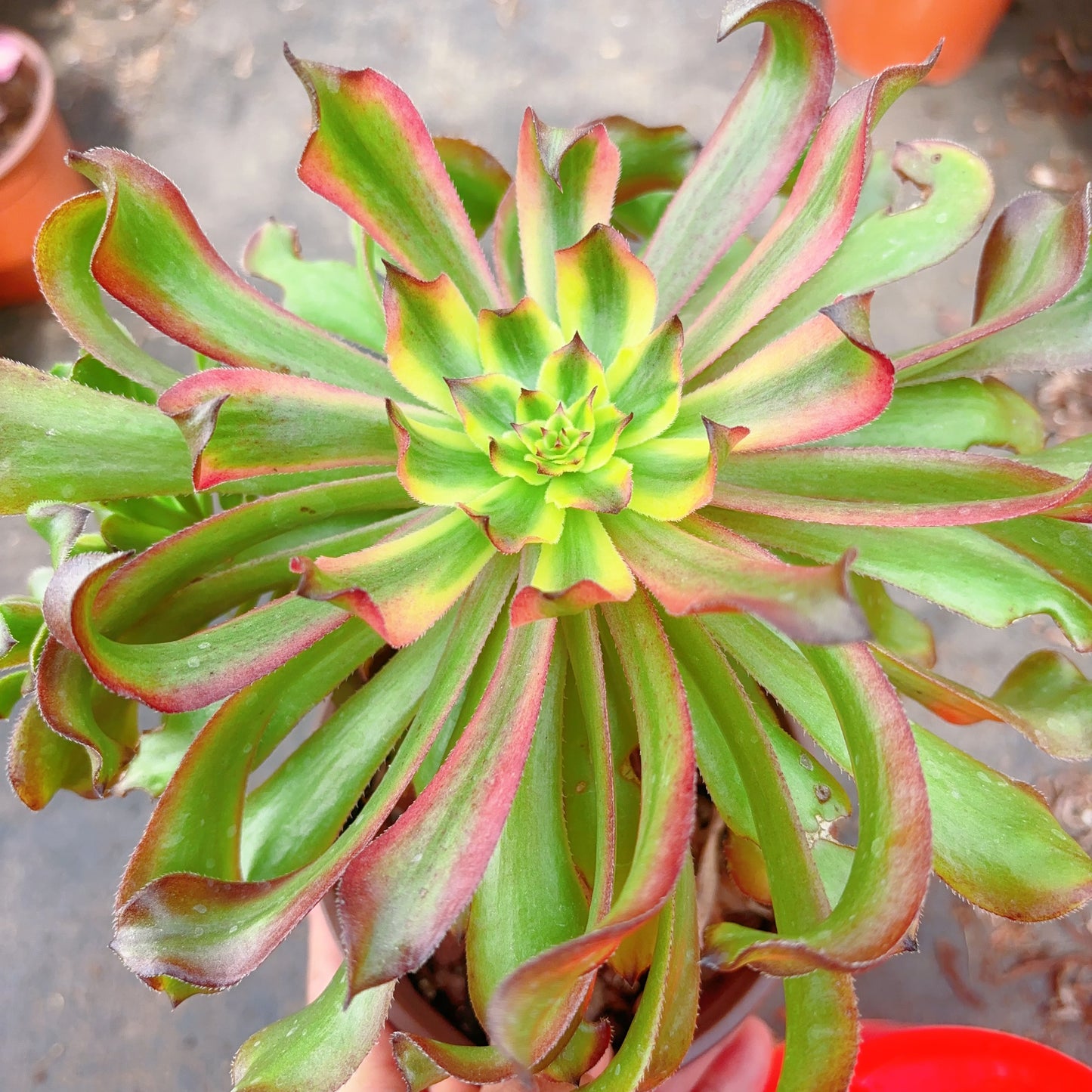 凌波仙子 Aeonium Limbo Fairy,Cutting 13cm