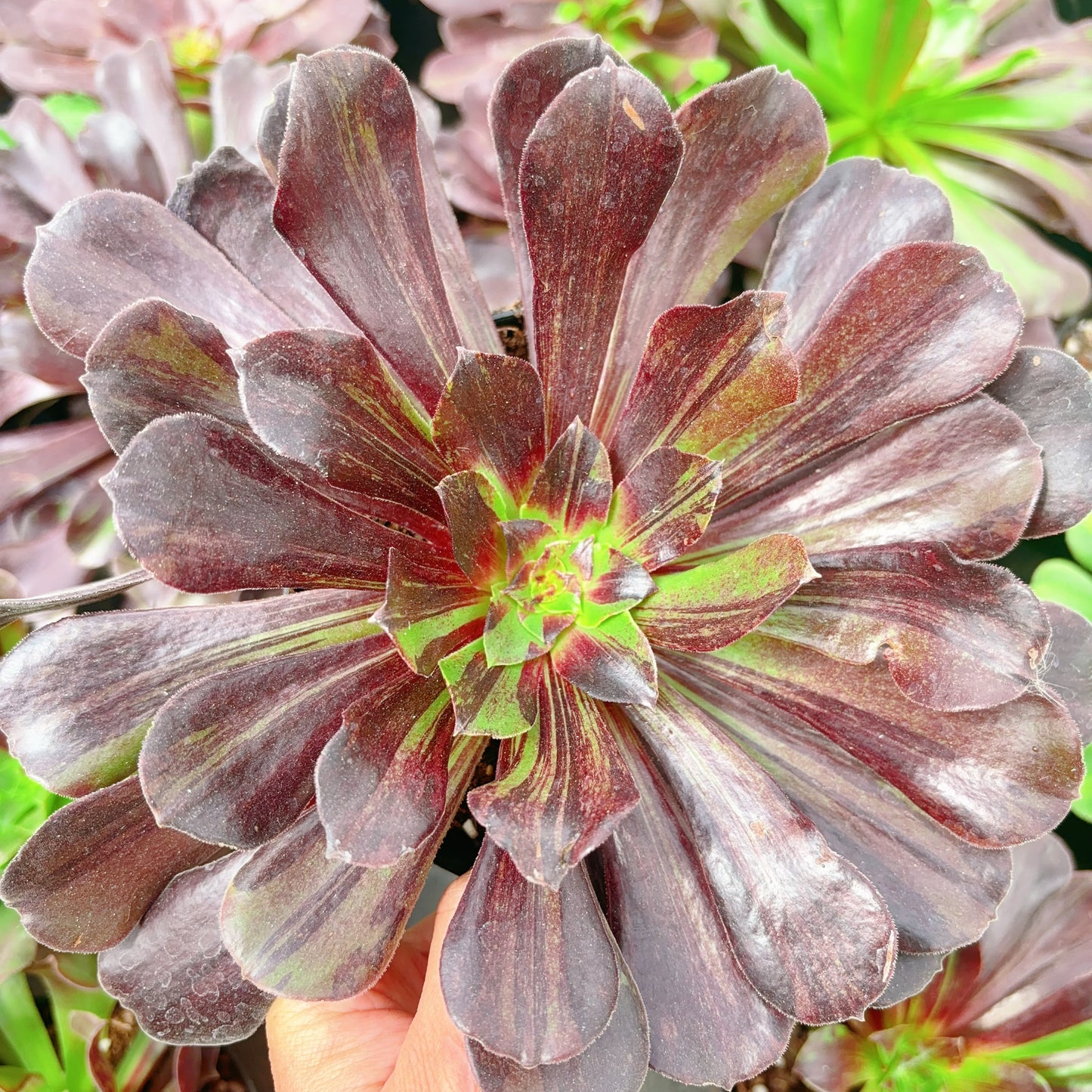 欧若拉,Aeonium Eurora,Cutting 10cm
