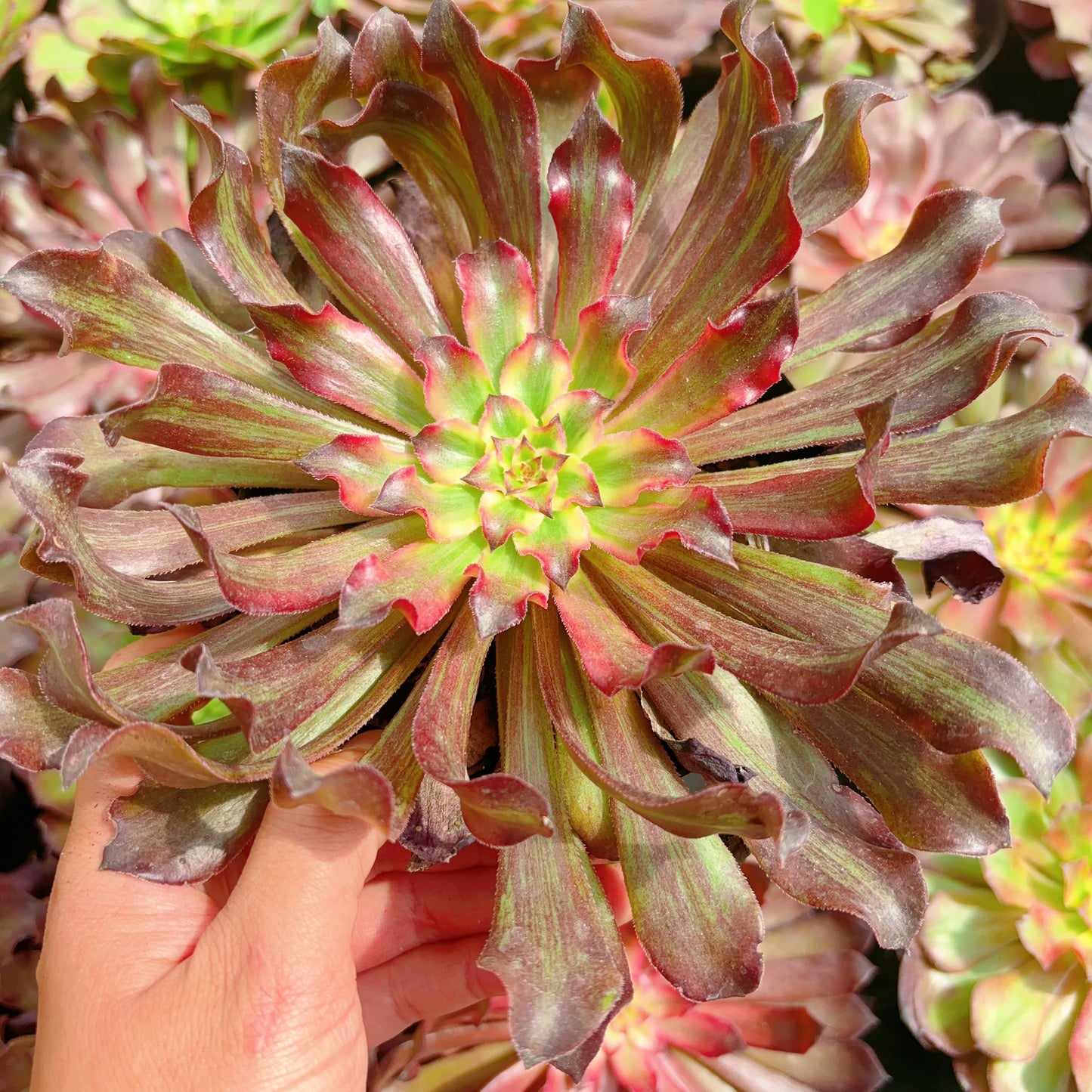 雪姬Aeonium Snow Lady, Cutting 12cm