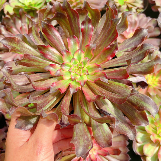 雪姬Aeonium Snow Lady, Cutting 12cm