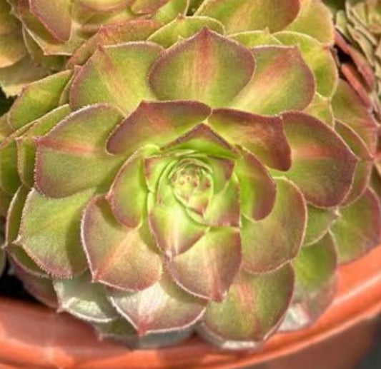 Aeonium Mocha,Cutting 10cm