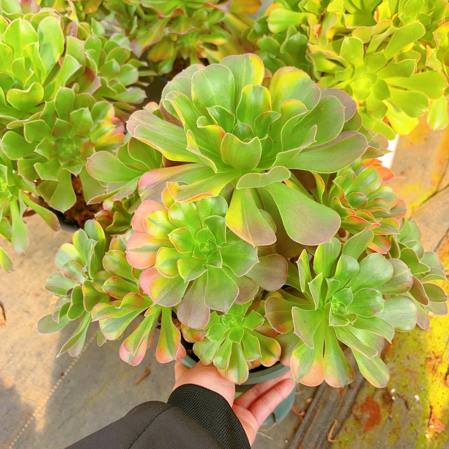 七彩群,Cluster Aeonium Blushing Beauty Rainbow Varigated,25-30cm At Least 8 Heads