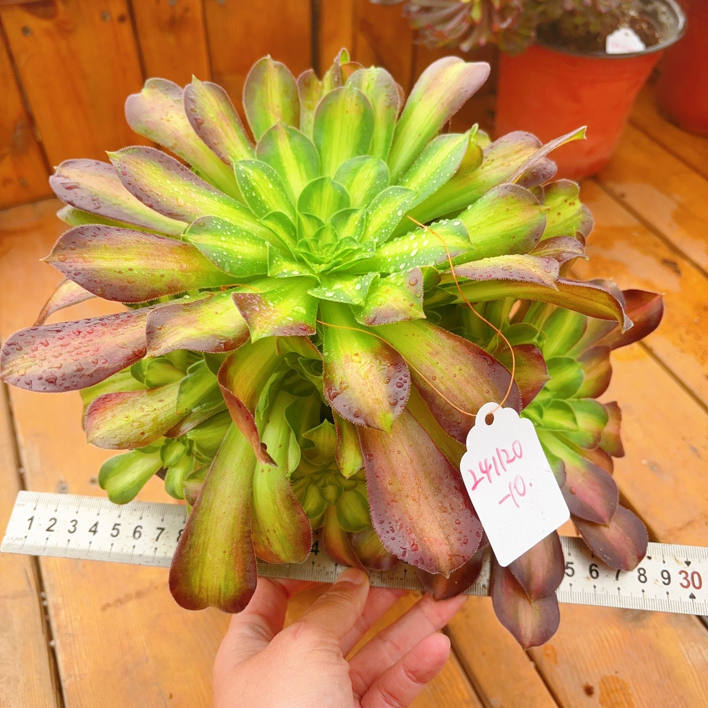 Unique!!No.241102-10.Aeonium Glorious Youth,Cluster.Sizes Shown in Photos.