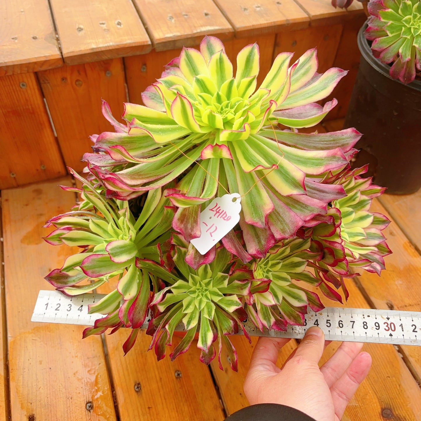 Pre-sale!!!!Shipping in September!!!!!Unique!!No.241102-12.Aeonium Tian He,Cluster.Sizes Shown in Photos.