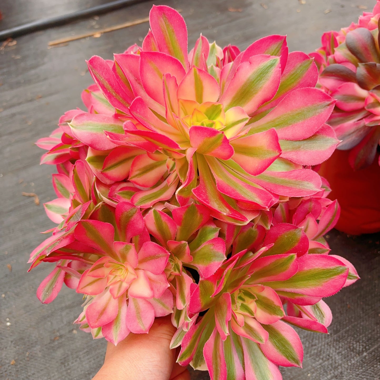 粉女巫Pink Witch,Cluster At least 10 heads 30cm