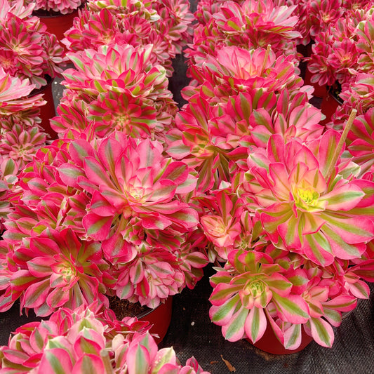 粉女巫Pink Witch,Cluster At least 10 heads 30cm