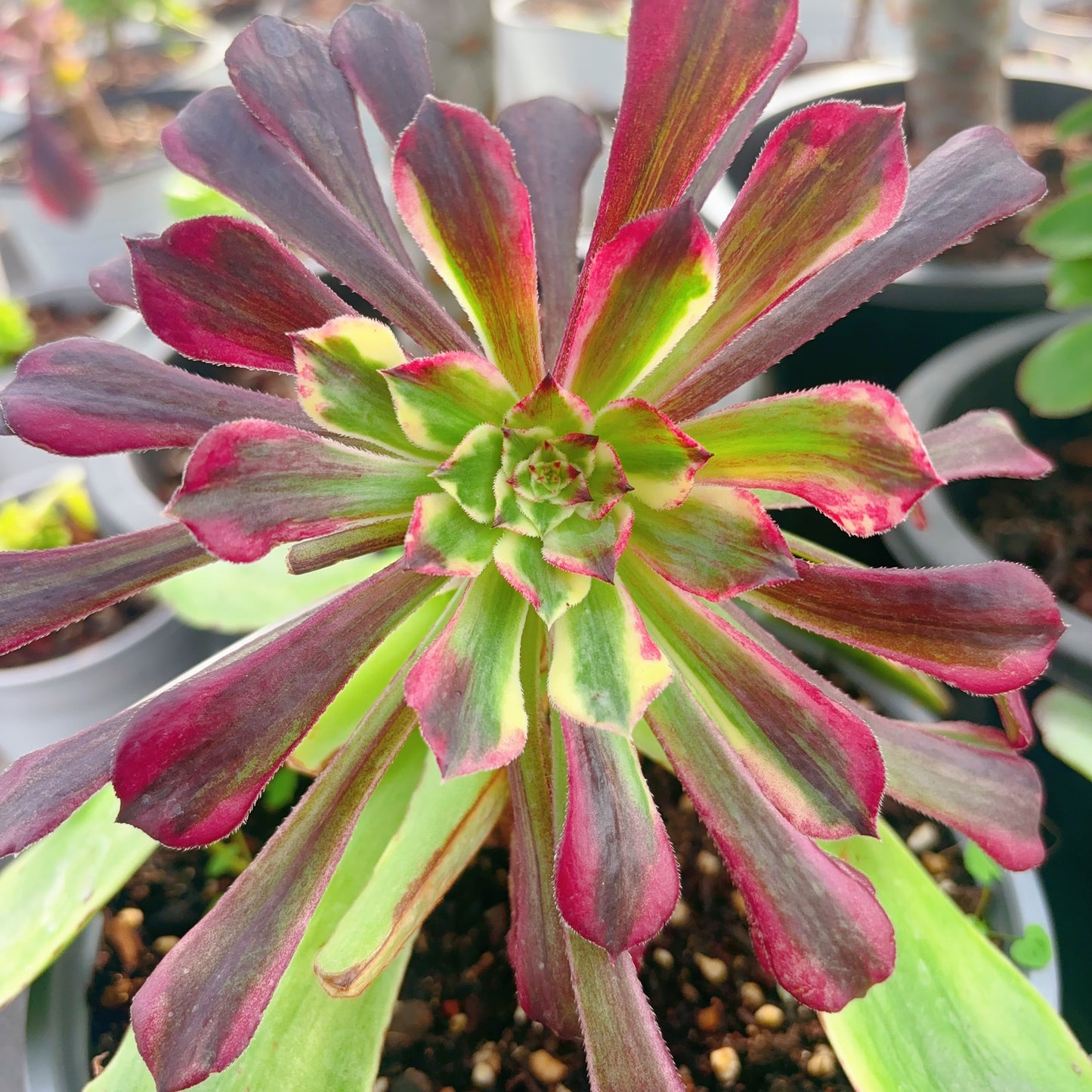 铜花,Aeonium Copper Flower,Cutting 10cm