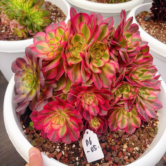 Unique!!!Aeonium Allure Crest,No.D6-05,25-30cm