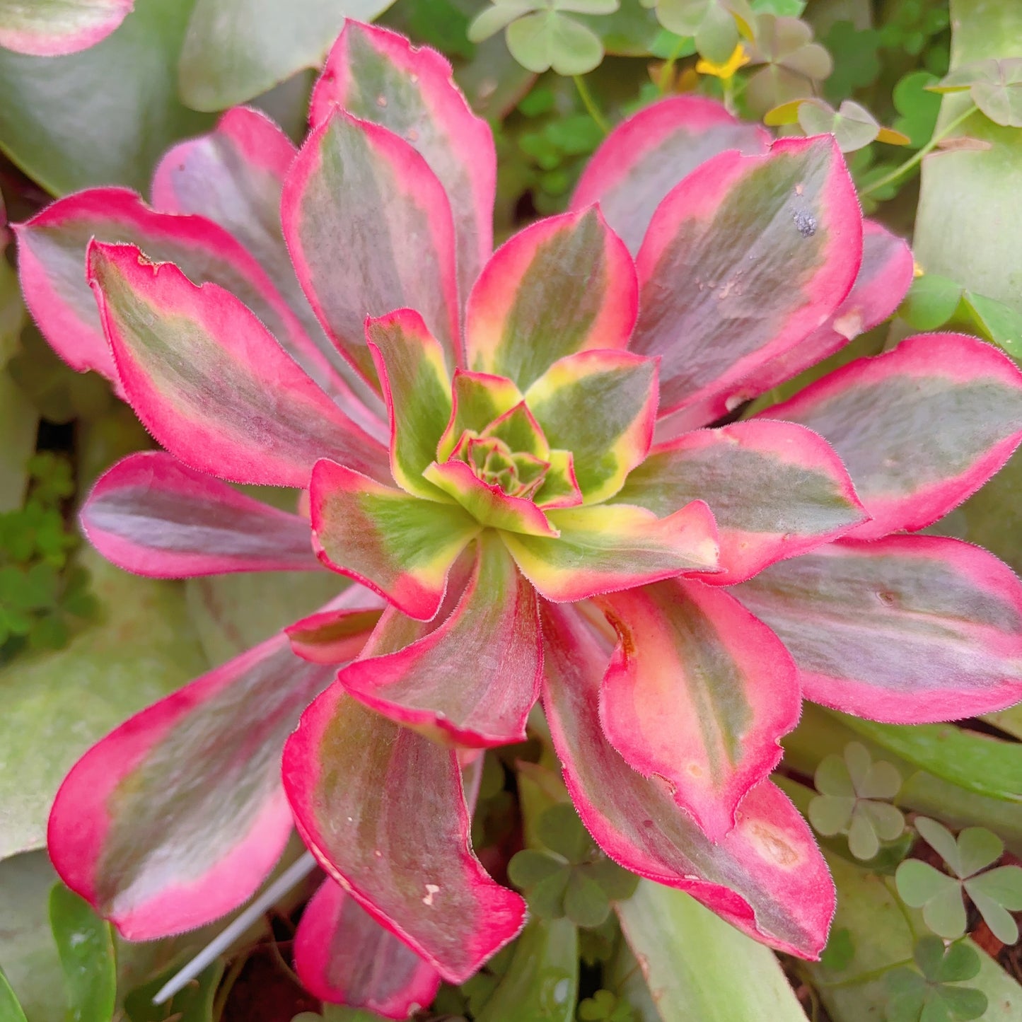 Pre-sale!!!!Shipping in September!!!!!欧紫X巫毒,Aeonium Plum Purdy Hybrid.Voodoo,COLLECTING NAMES!!Cutting,15cm