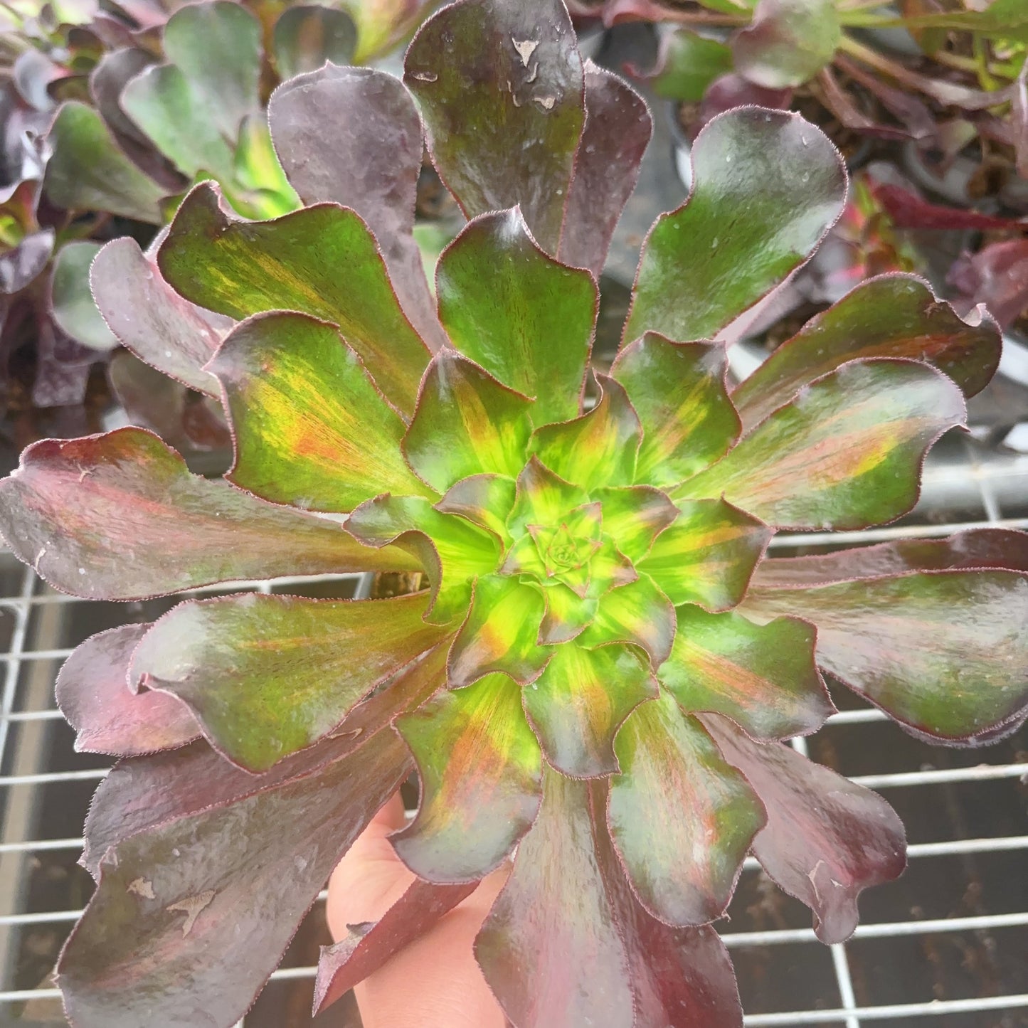 魅影中斑  Middle Varigated Aeonium Phantom ,Single Head With Root 20cm