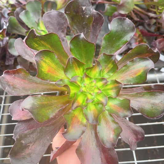 魅影中斑  Middle Varigated Aeonium Phantom ,Single Head With Root 20cm