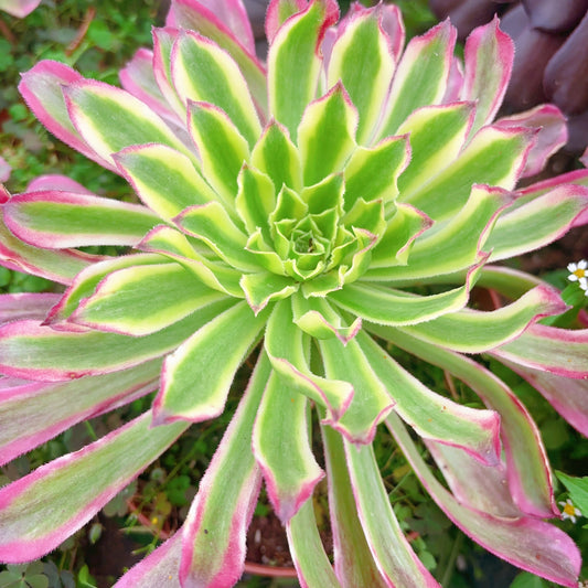 碧游,Aeonium Green Fairy,Cutting,10cm