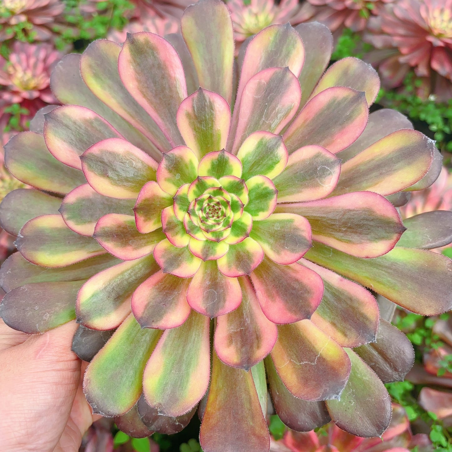 美琳,Aeonium Merrill,Cutting,10cm