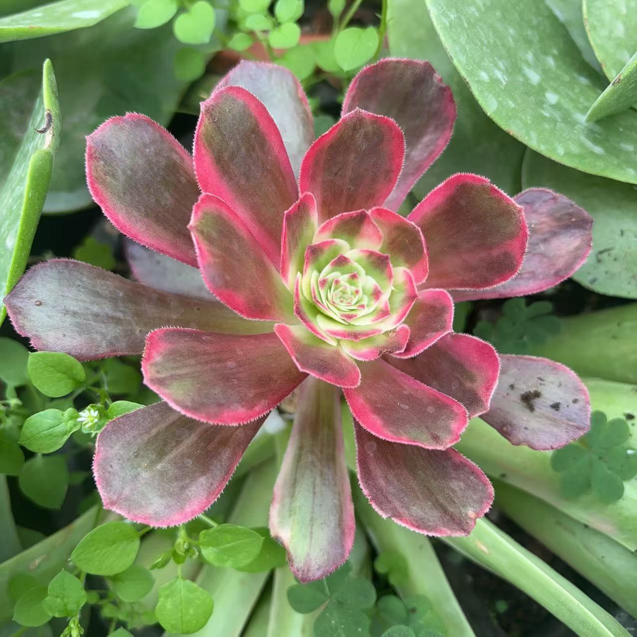 倾城之恋,Aeonium Desperate Love,Cutting 10cm