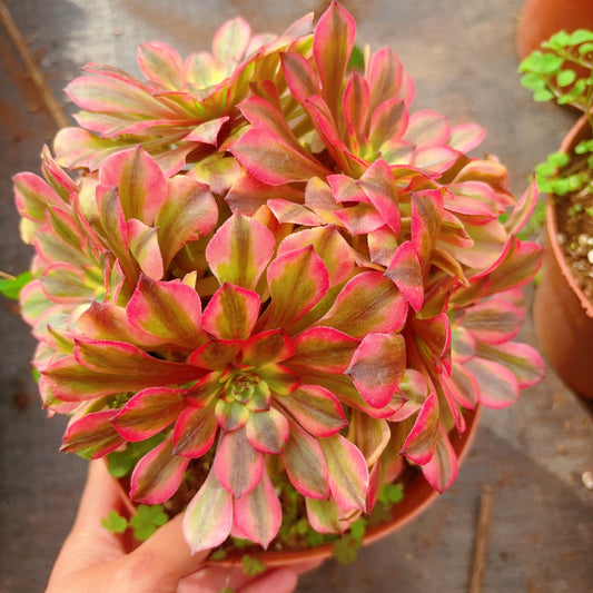 胭脂,Aeonium Rouge,Cluster 15-20cm,At Least 6 heads