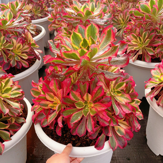 魅影大群,Cluster Aeonium Phantom,Big Size Cluster 30cm,At Least 10 heads.