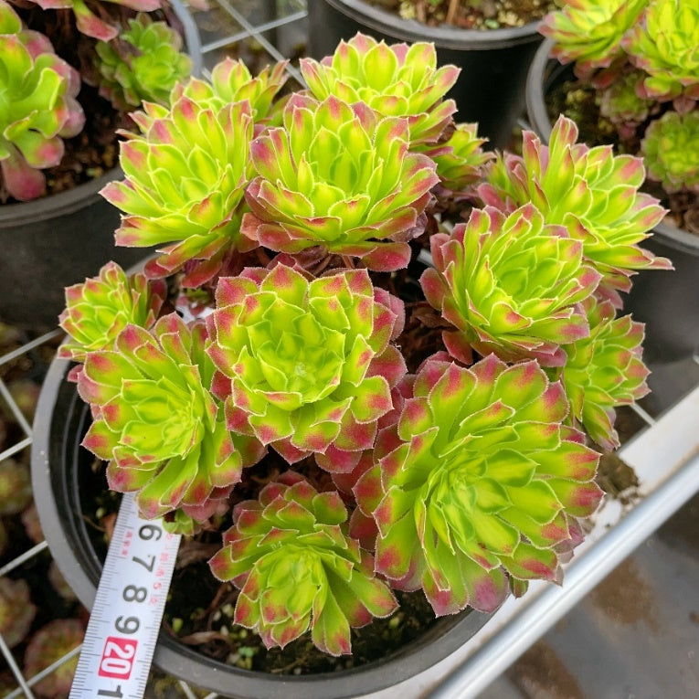 铜颜捧花群Bouquet-Shaped Aeonium Tong Yan，Bouquet-Shaped