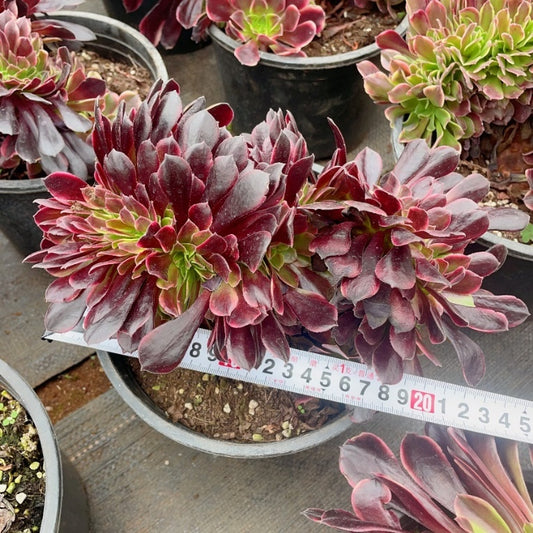 Pre-Sale!! Shipping in September!!!欧嘉丽缀化 Aeonium Superbang Cristata，At least 18cm With root