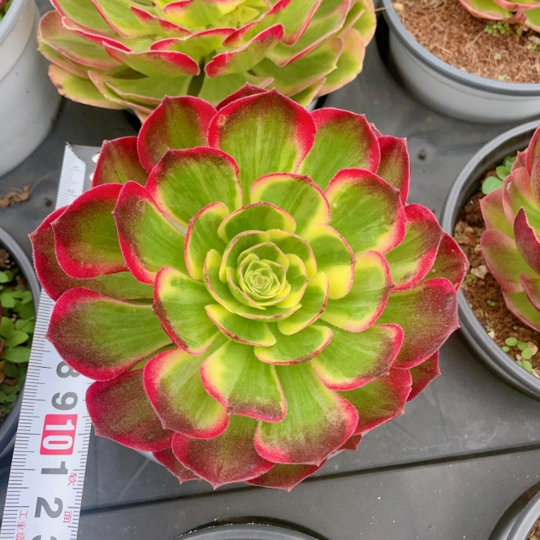 海王Aeonium Neptune,Cutting 10cm