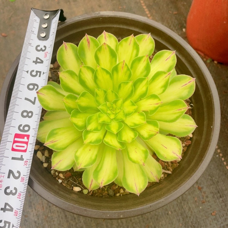 颜如玉Aeonium Beauty Jade,Cutting 10cm