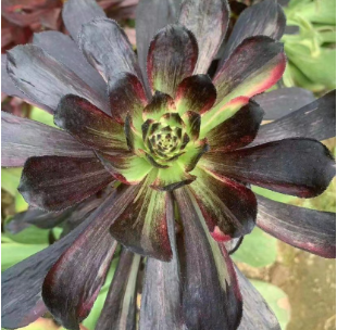 墨兰Aeonium Dark Orchid,Cutting 12cm