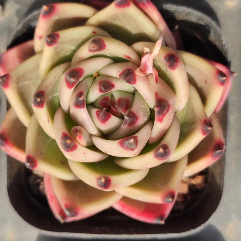 蓝龙Echeveria Blue Dragon,Single Head 7 cm Pot