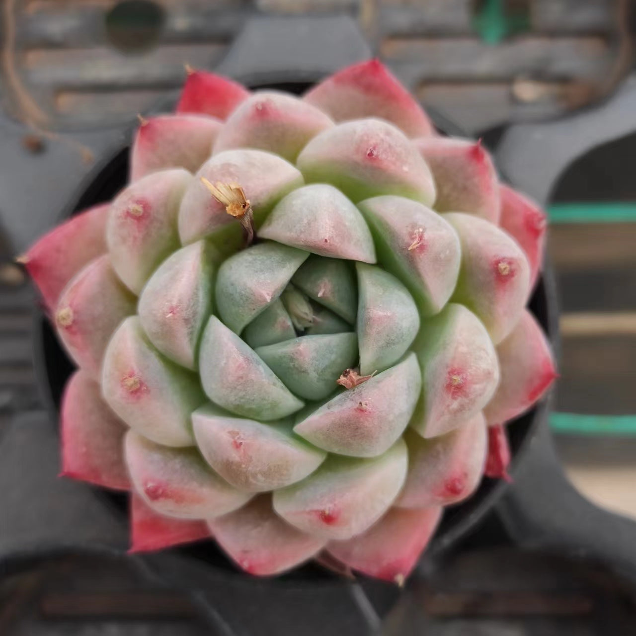 alba beauty succulent 佳人单头Echeveria Alba Beauty,Single Head 5.5cm Pot – aliceinsucculand