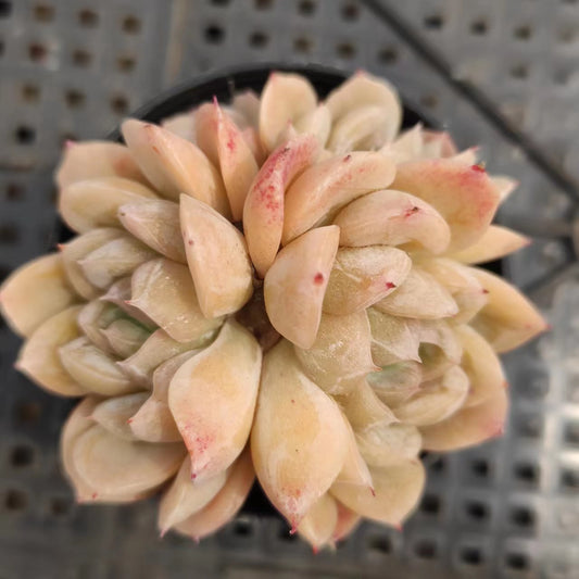 艾莎群Echeveria Elsa,Cluster 5.5cm Pot