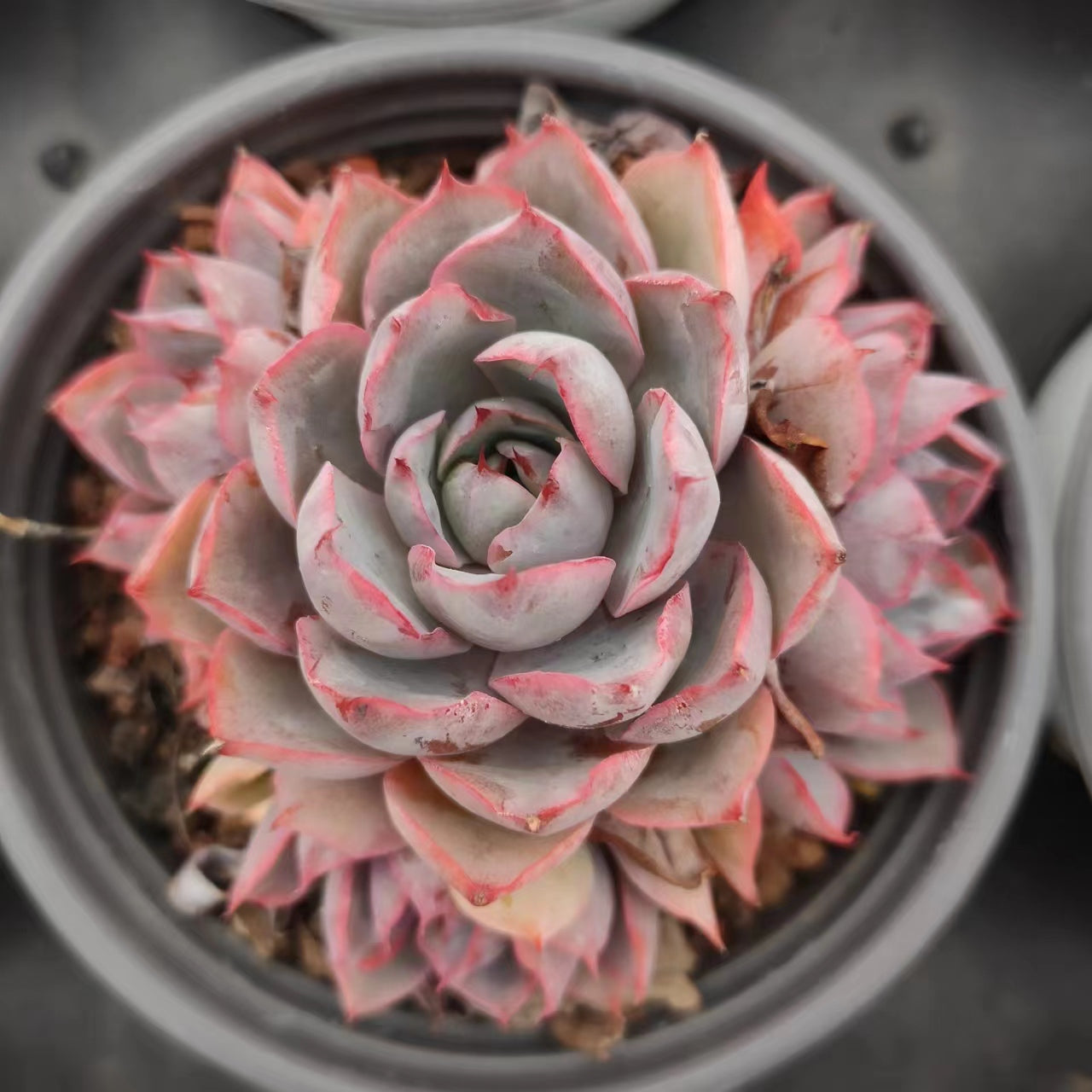 赫拉群Echeveria Hera,Cluster 9 cm Pot