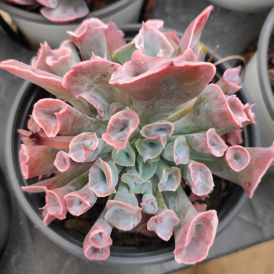 魔笛Echeveria Pinky Nose,Single Head 9 cm Pot