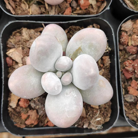 原始奶酪Pachyphytum Oviferum,Single Head 7 cm Pot